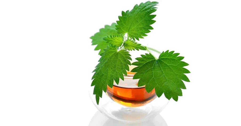 recept čaj od koprive korak po korak