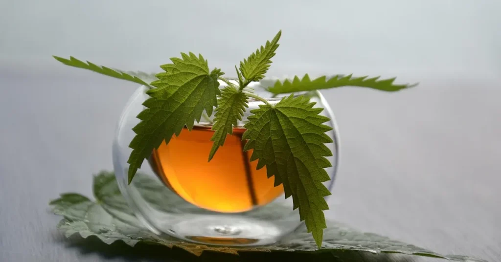 list koprive sušeni