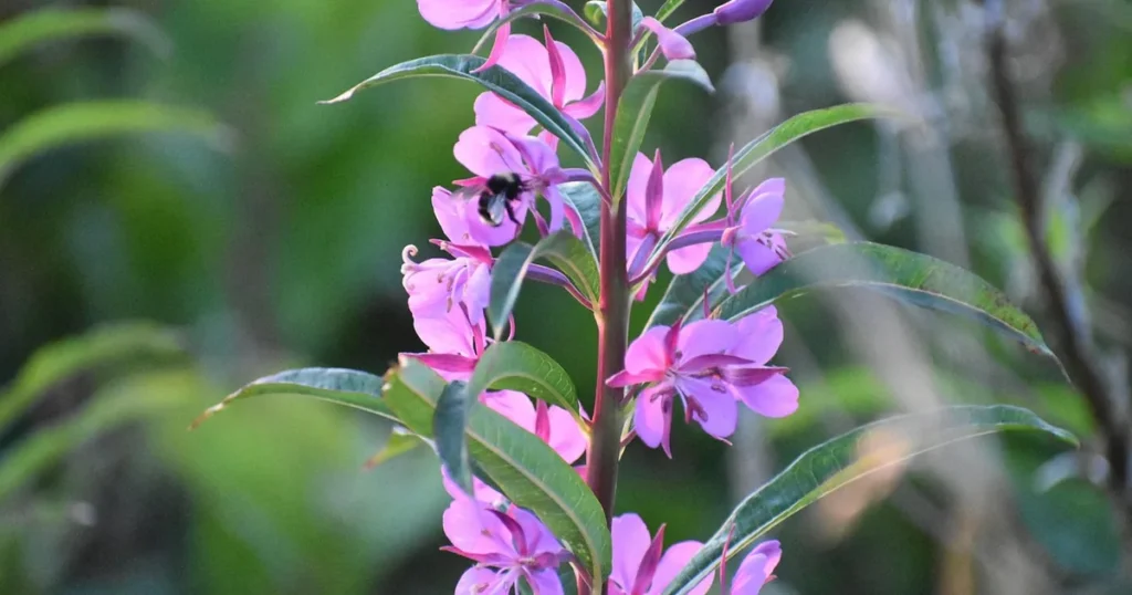 Čaj od vrbovice koristi